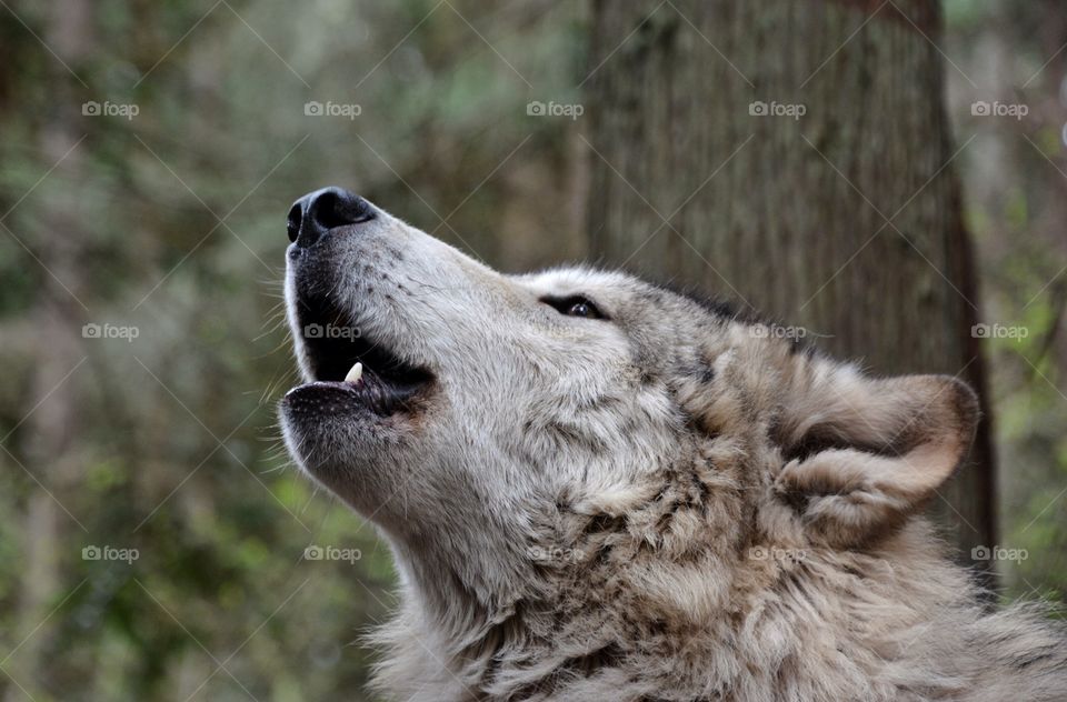 Wolf howling