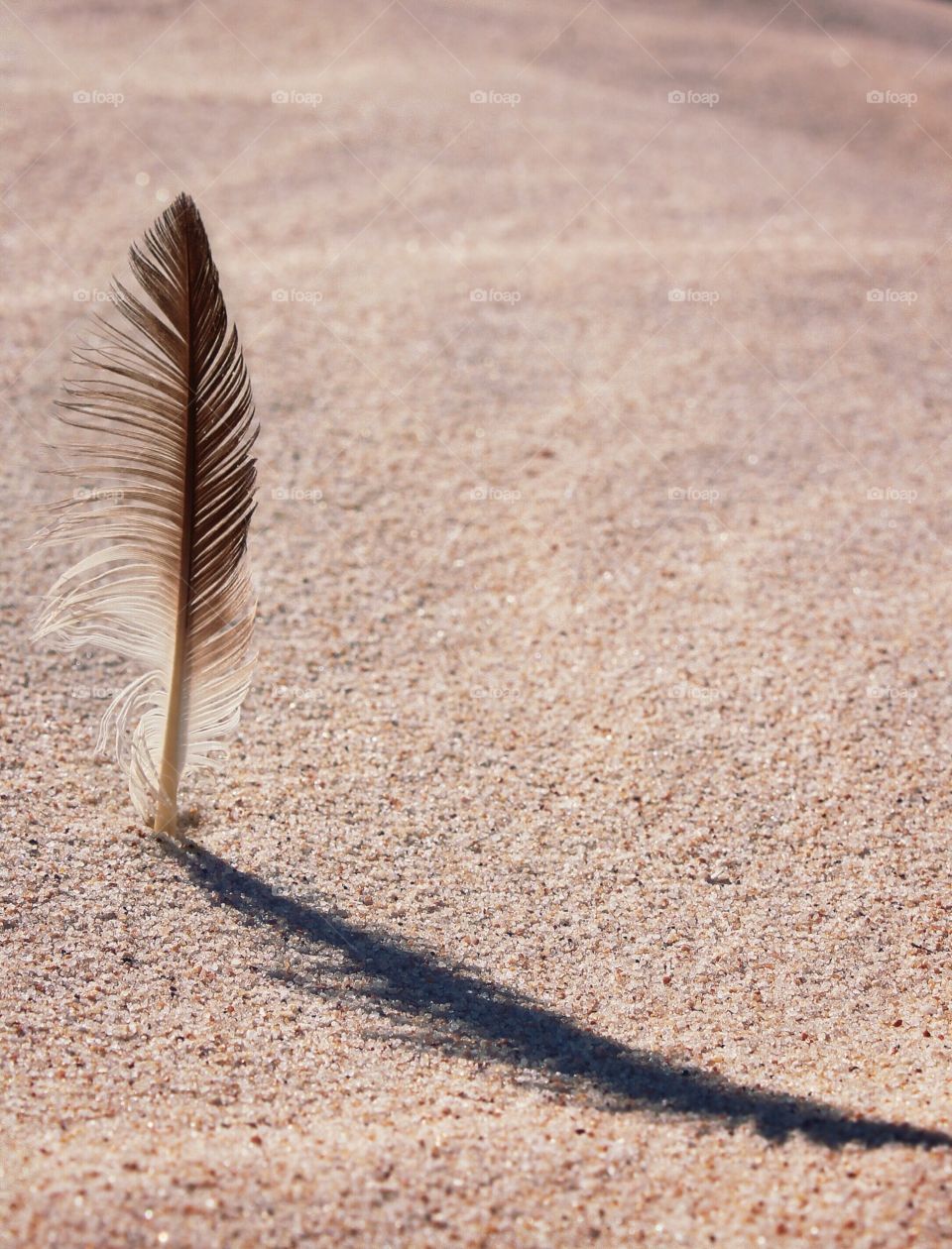 a bird feather becomes a beautiful object on the beach when exposed to the sun