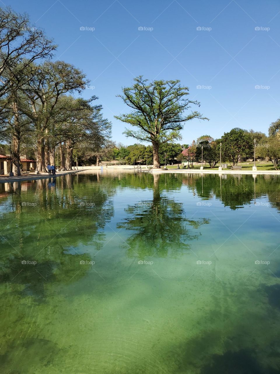 Tranquility by an all natural Spring fed pool at local city park surrounded by mature tall cypress trees.