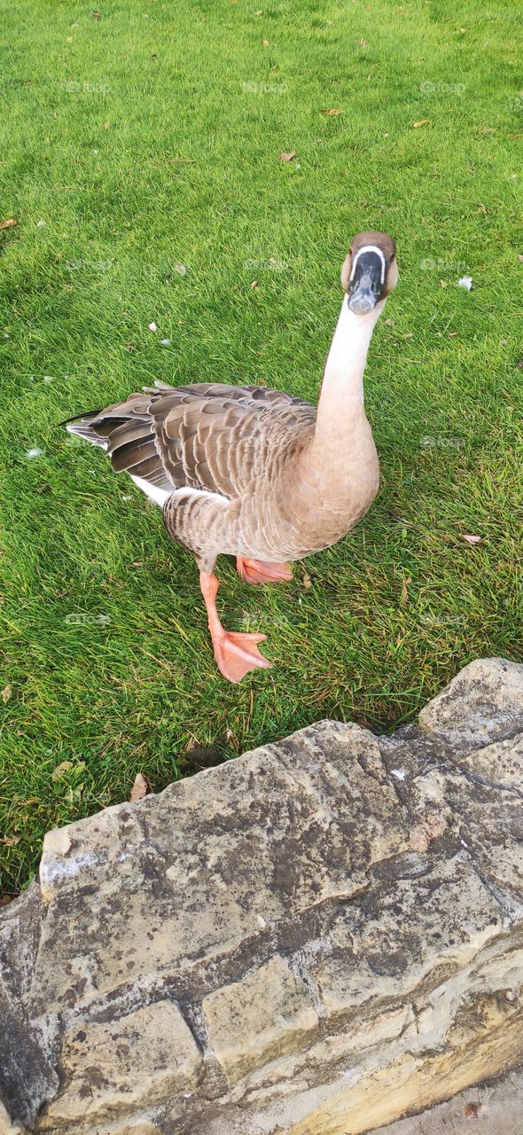 Duck in Russia in villages is the most common pet