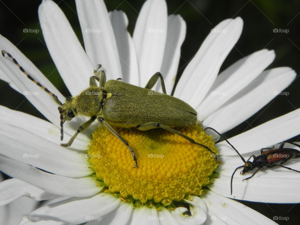 bugs on flower