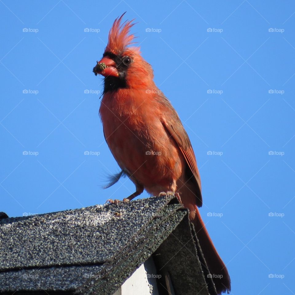 Cardinal