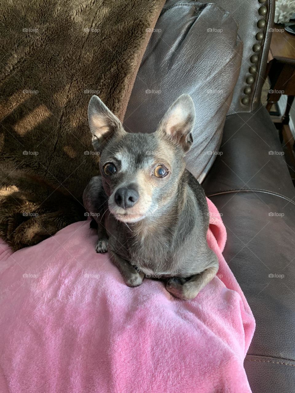Sweet chihuahua 