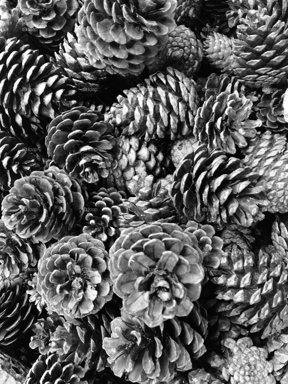 Pinecones in abunadnce