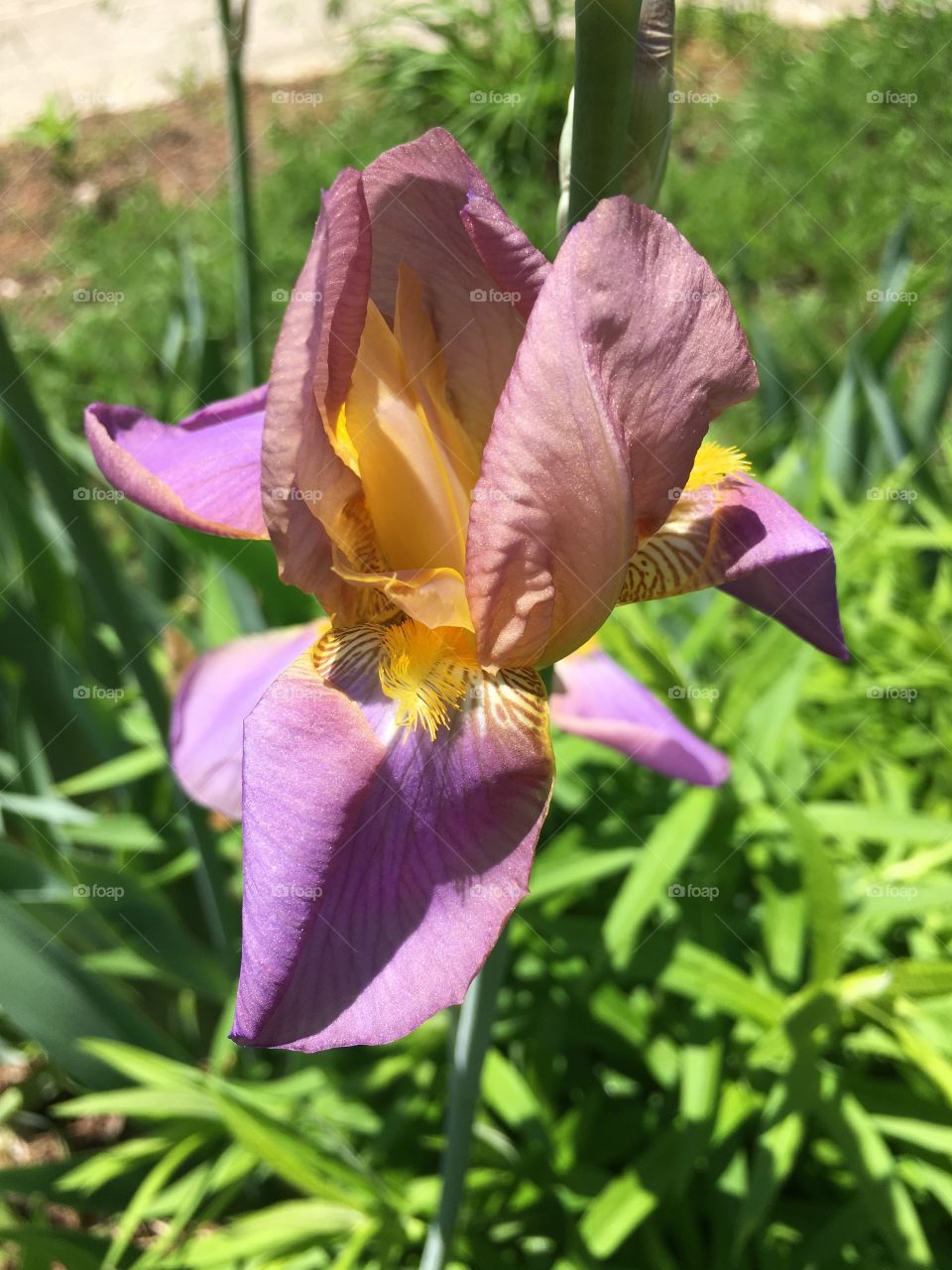 Iris