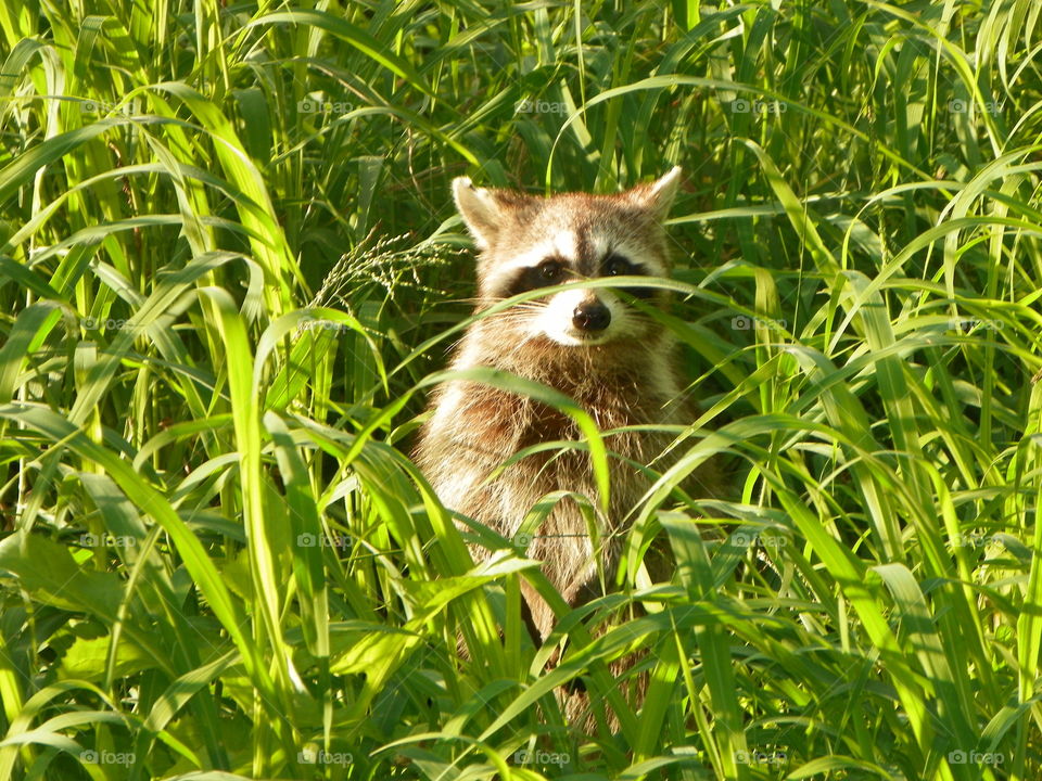 Raccoon peering through blades of grass