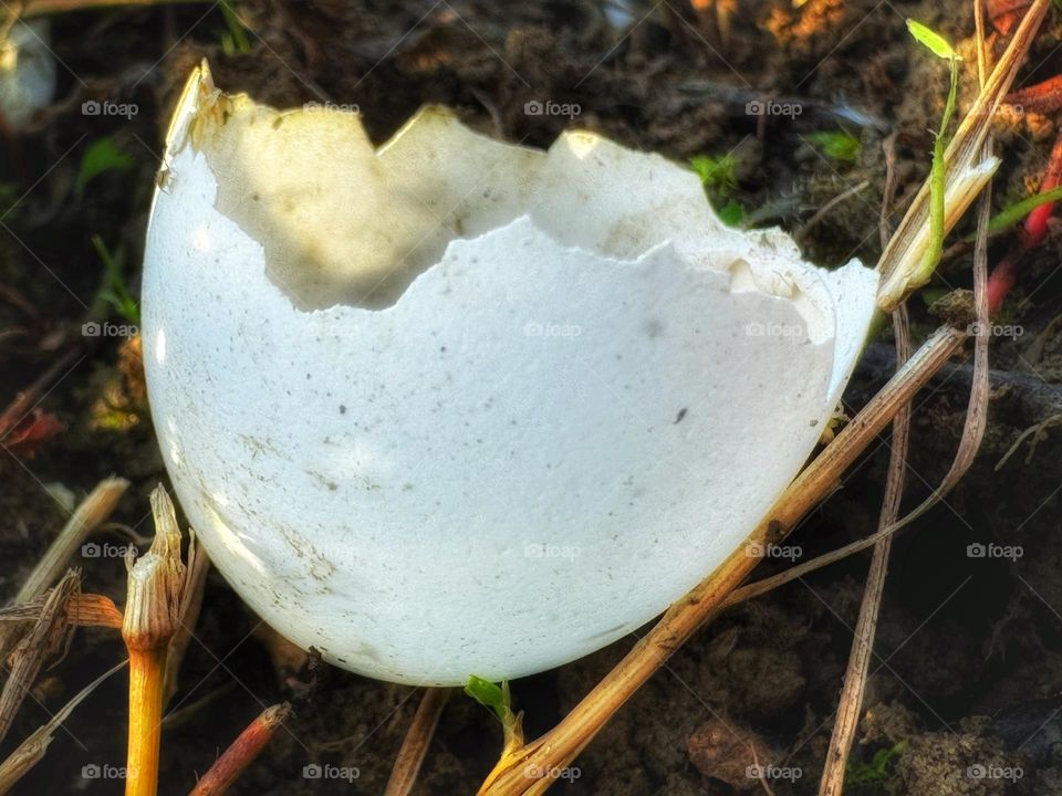 Egg shell