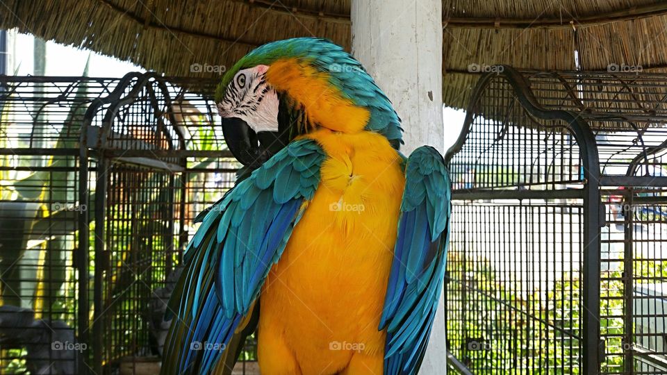 Macaw