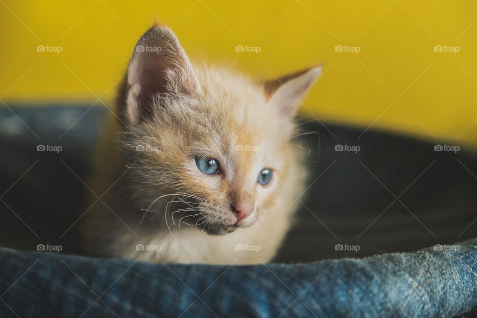 Portrait of a little kitten with blue eyes