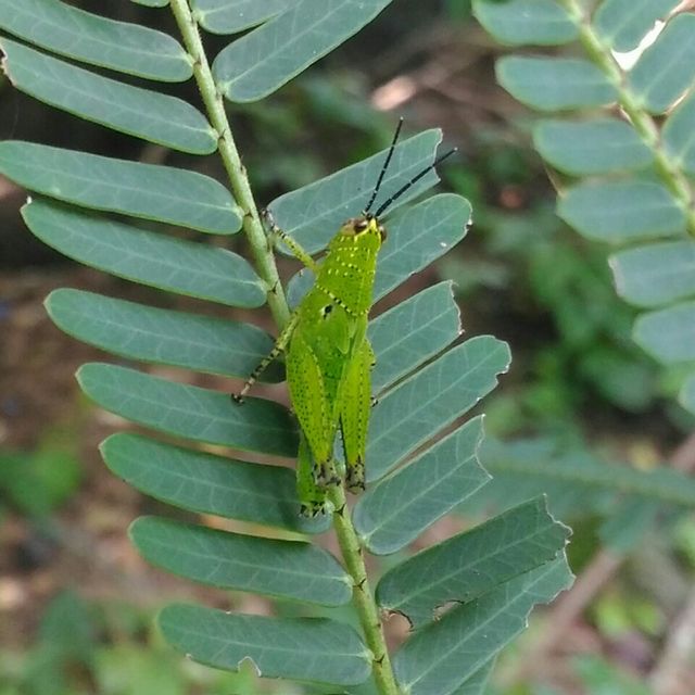 Beautiful  Green  colour   Grasshopper.