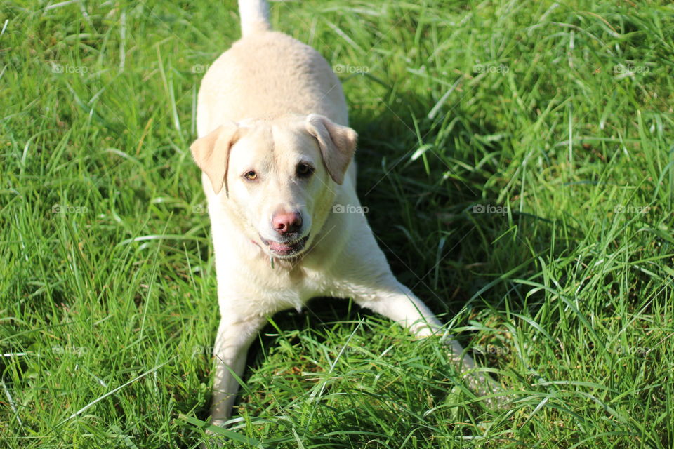 Dog lying down on the grass