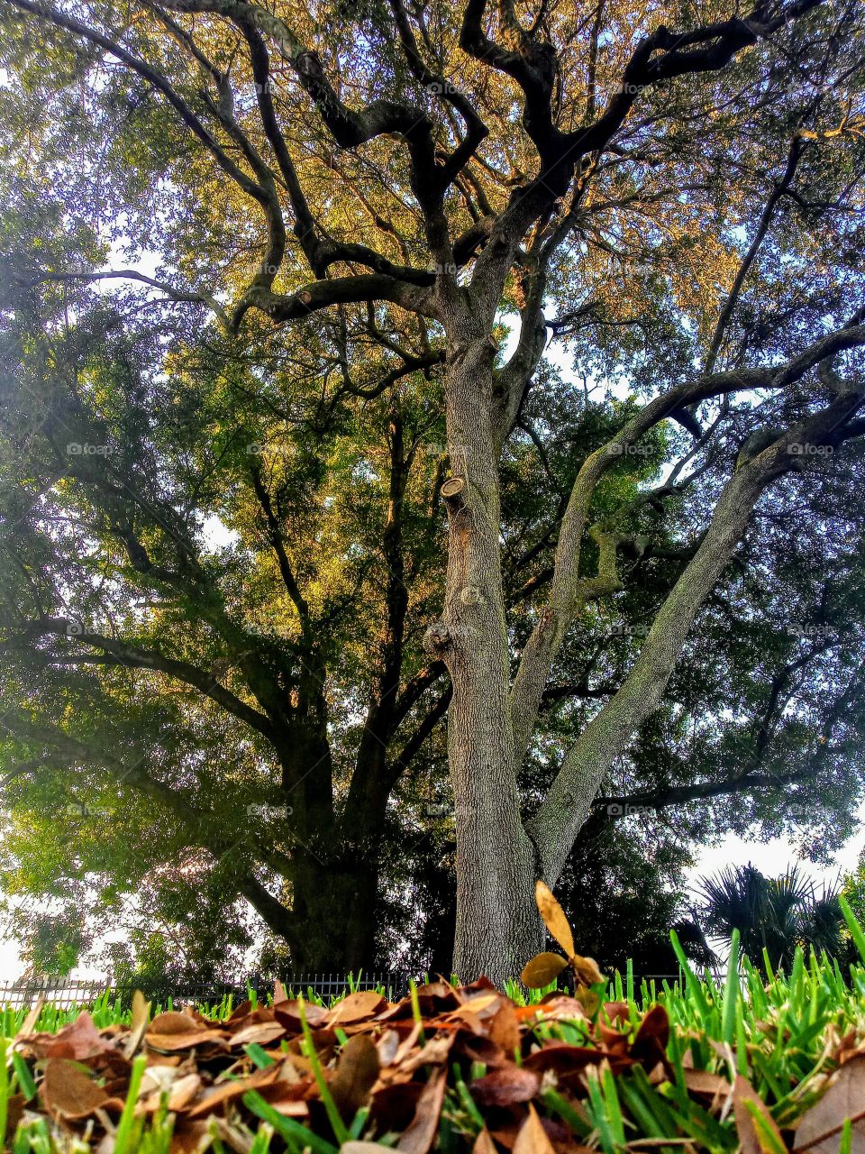 old florida oak tree in autumn