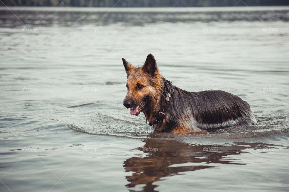 German shepherd dog swims in river