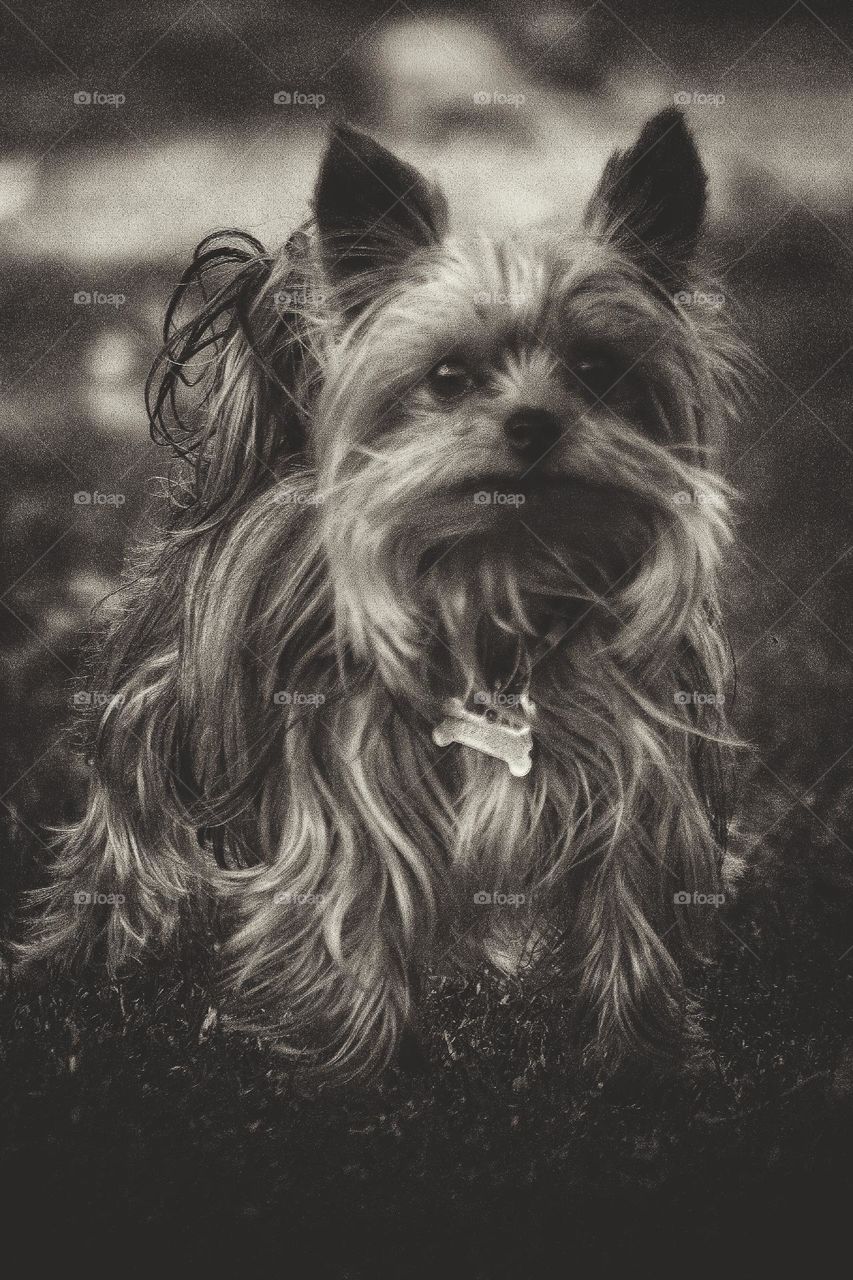 beautiful Yorkie