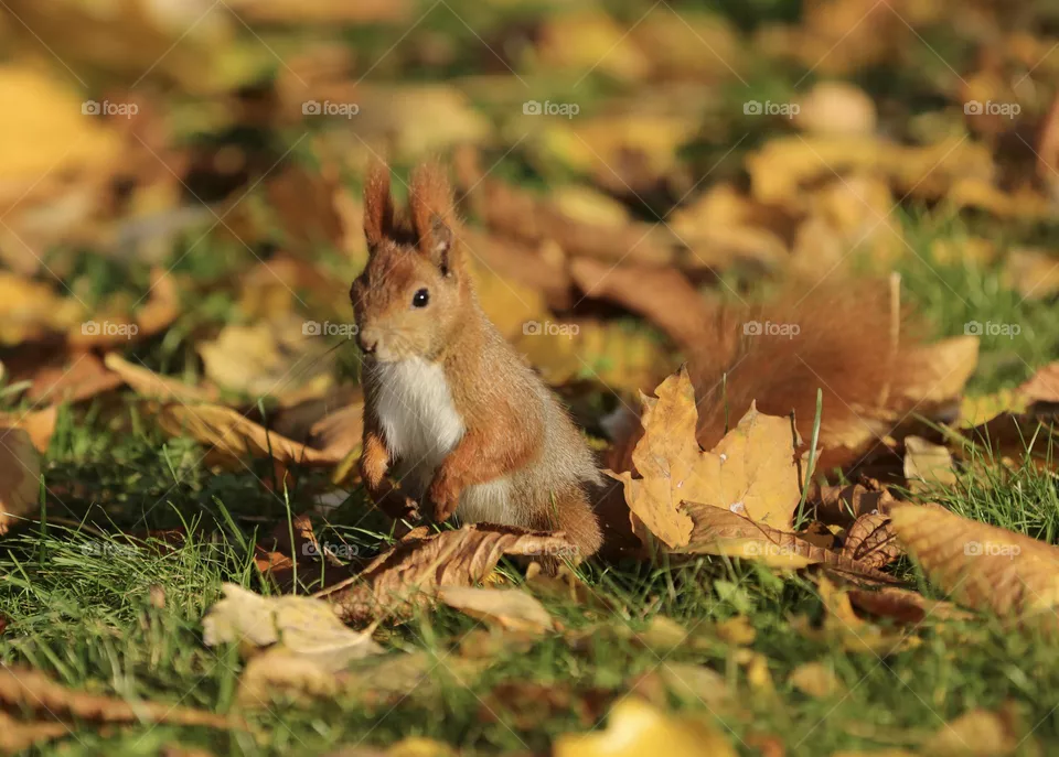 Autumn