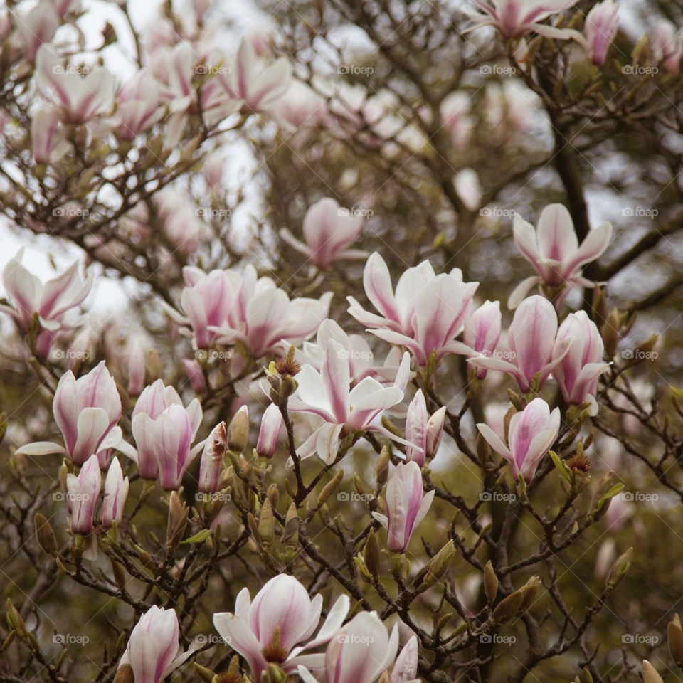 Spring flowers in London