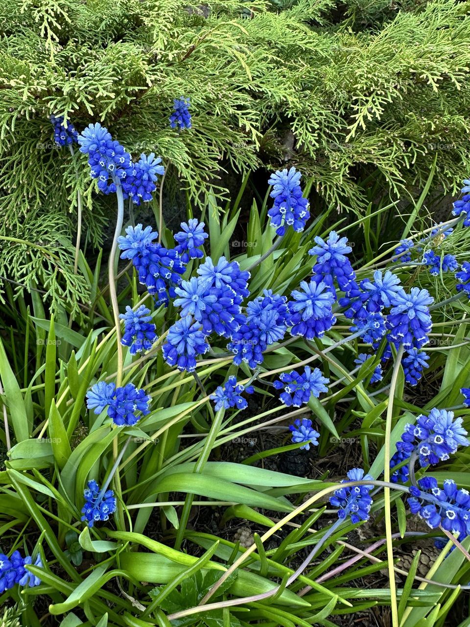 Muscari blooming under conifers 