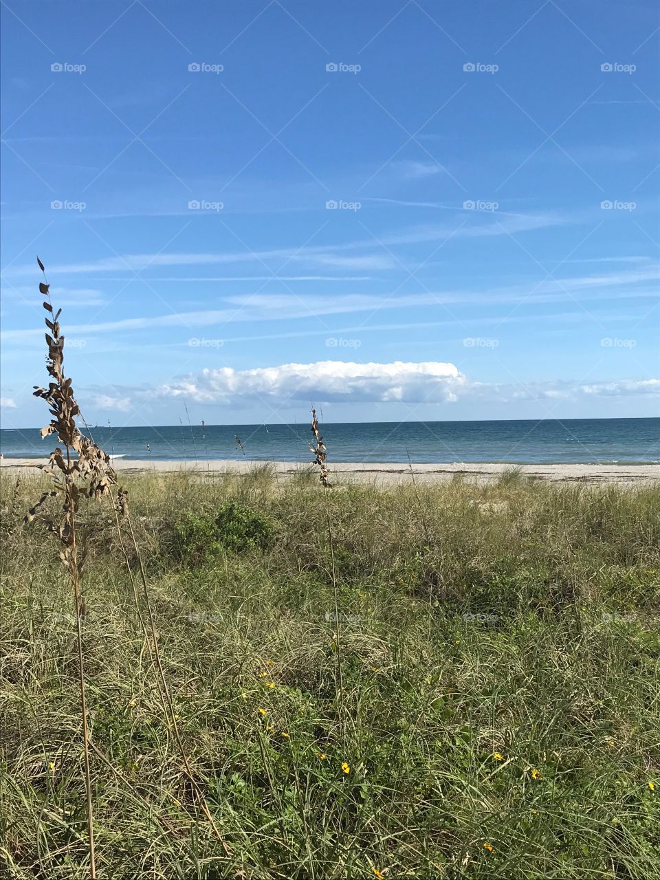 Sea oats 