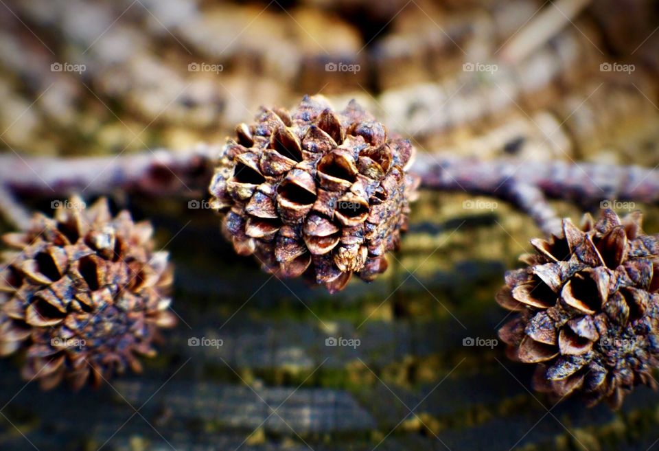 Minimalistic Snaps - Pinecones