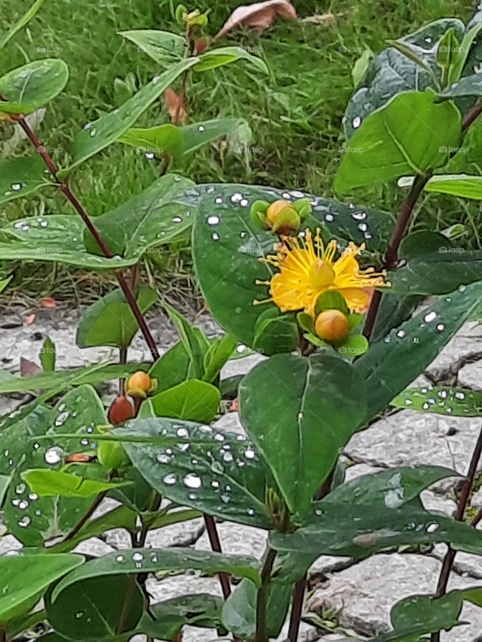 St. John's wort plant after rain