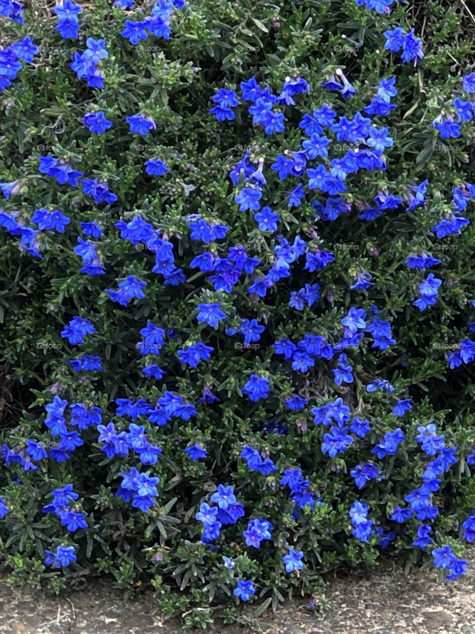 Lithodora