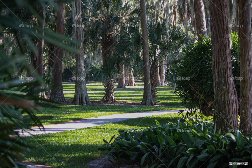 Peaceful Walk 