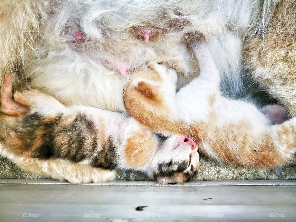 Kitten just born