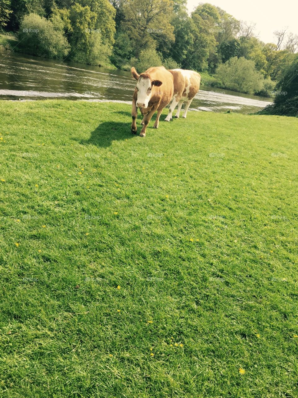 Cows in summer