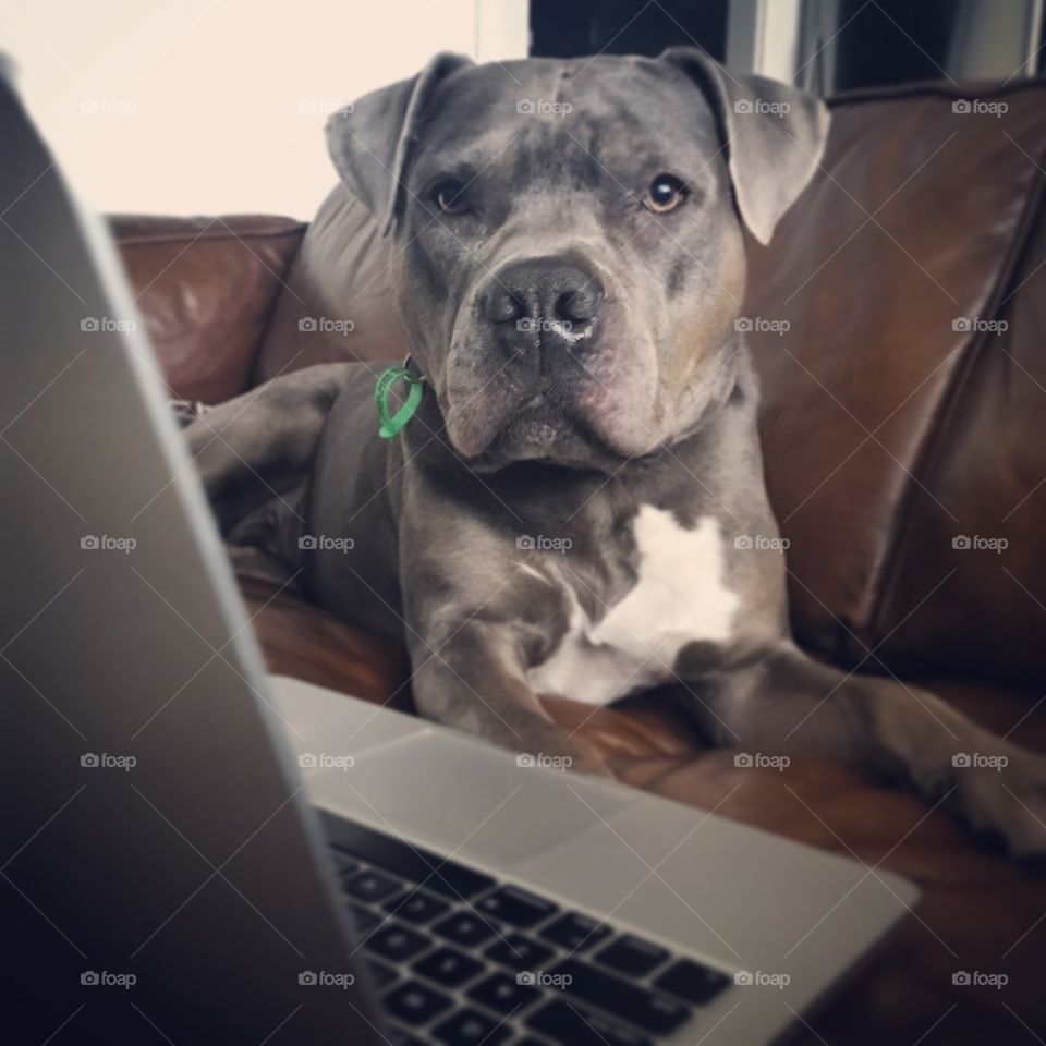 Dog sitting on couch looking at a computer 