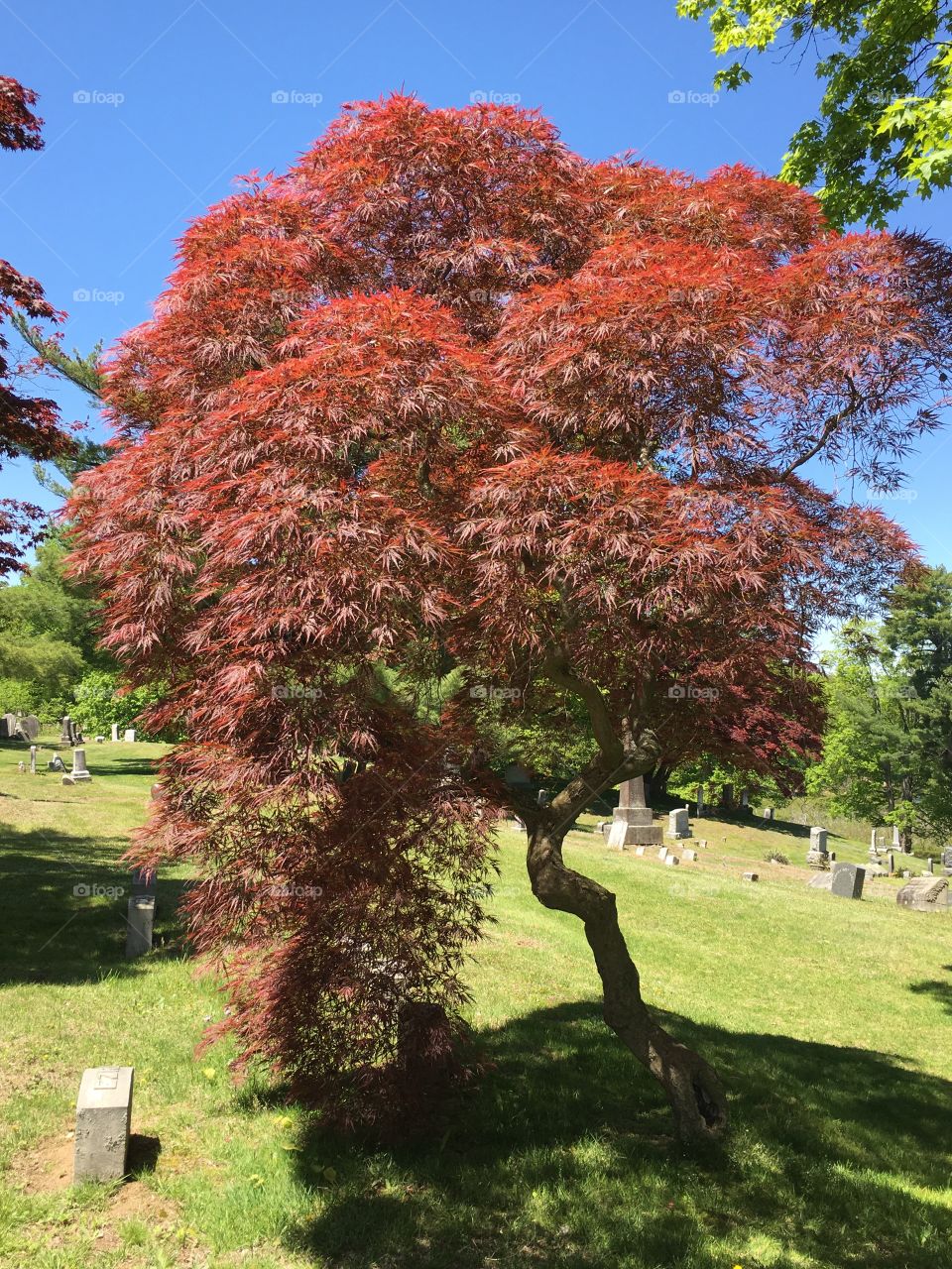 Japanese Dragon Maple