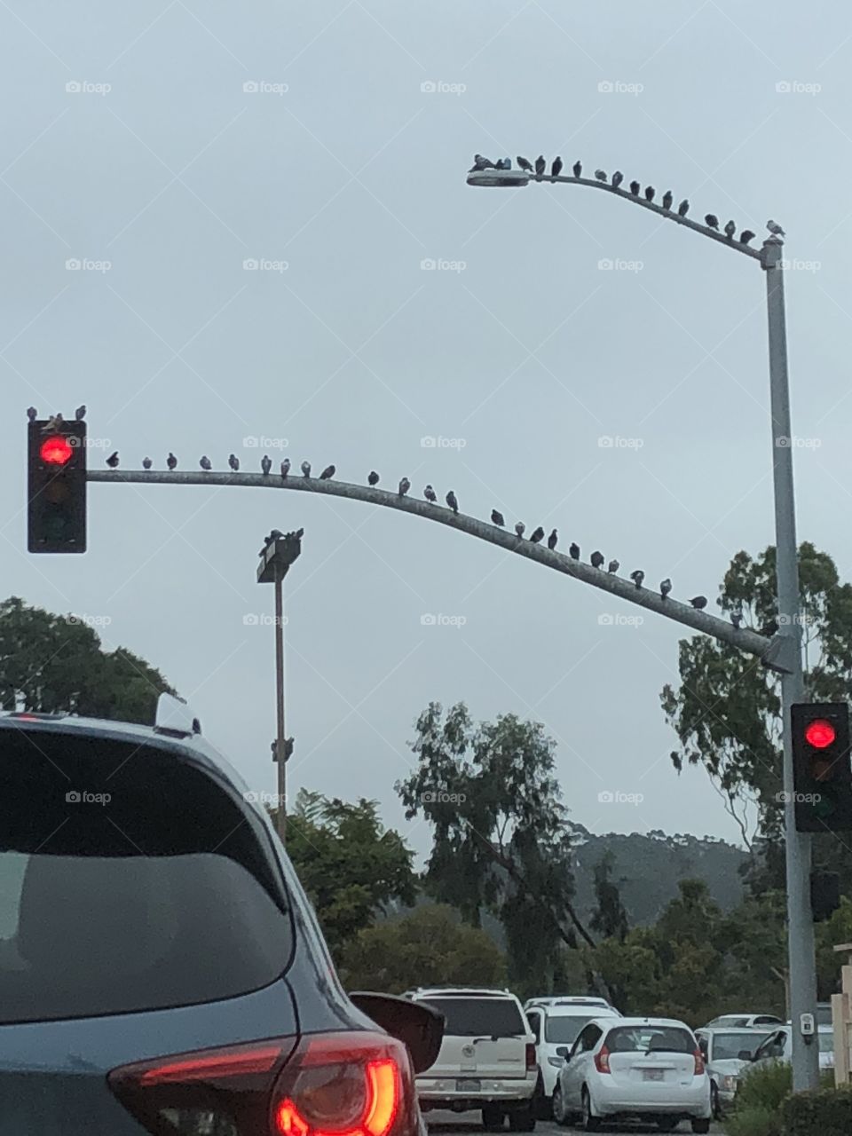 Birds on a street light