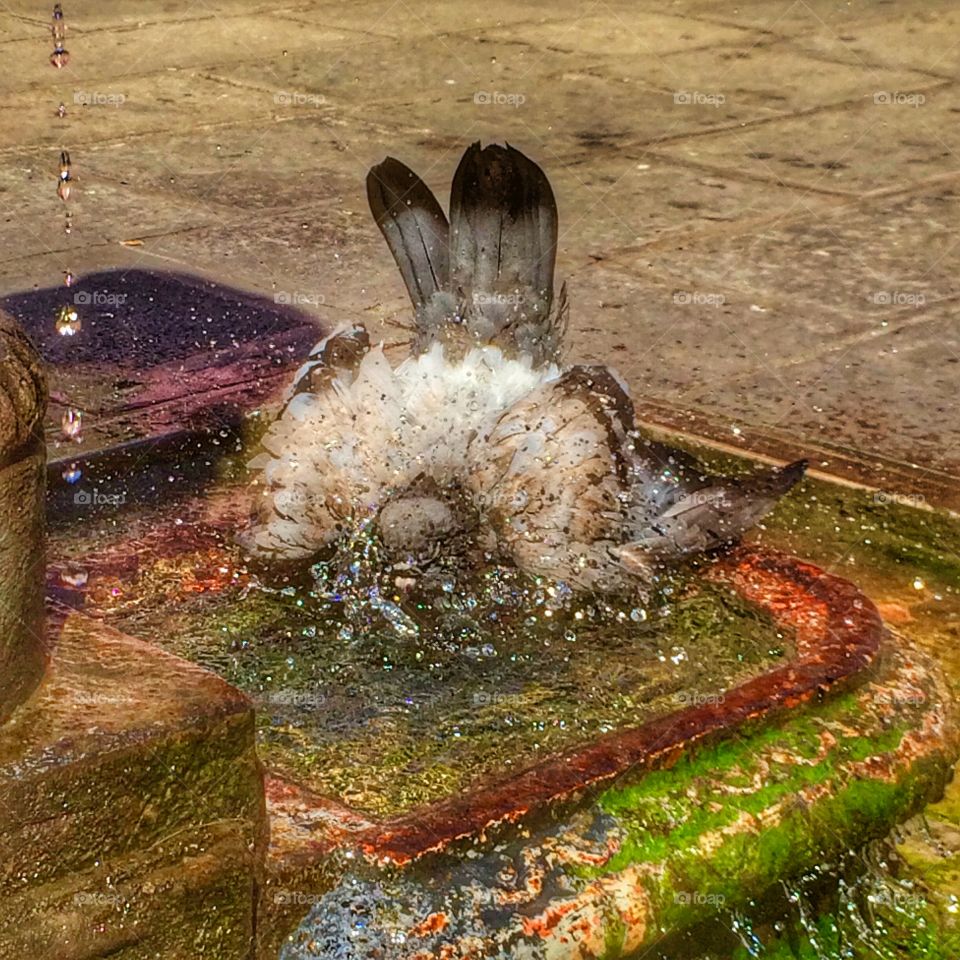 Pegion wants to swim! 😂. Pegion dipping into water in a hot day during summer time 