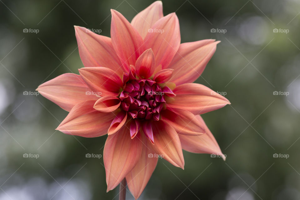 Orange dahlia