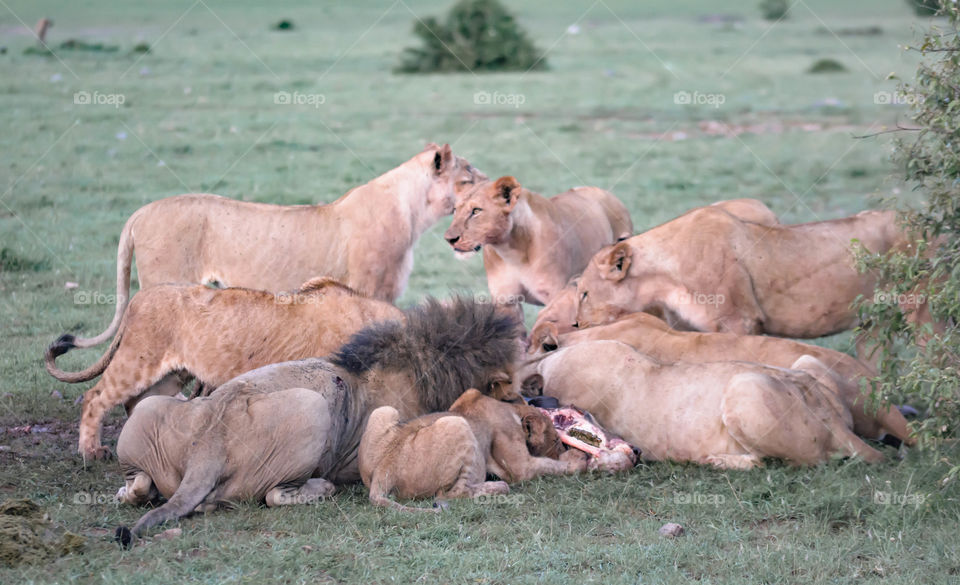 East African Lions, Masai Mara, Kenya