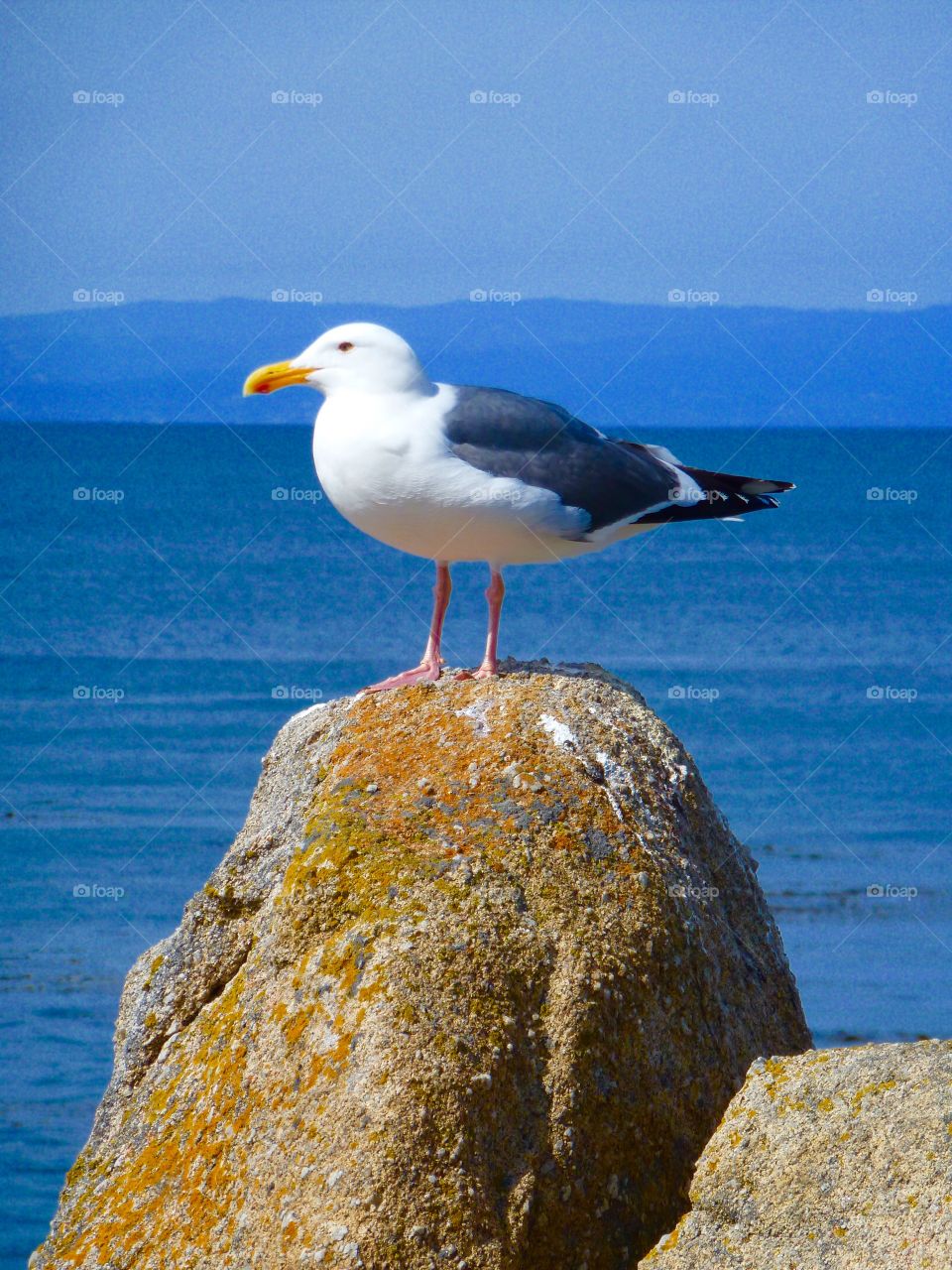 Seagull Monterey Bay 