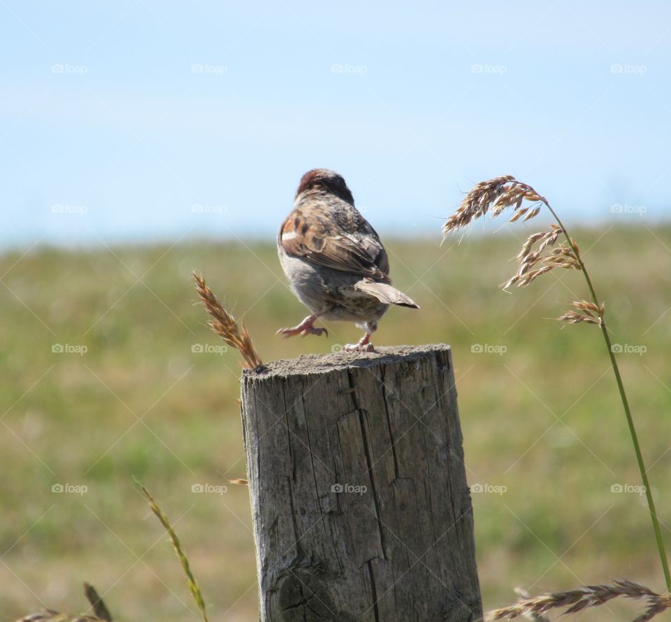 House Sparrow balancing on one leg looking like he is doing a jig