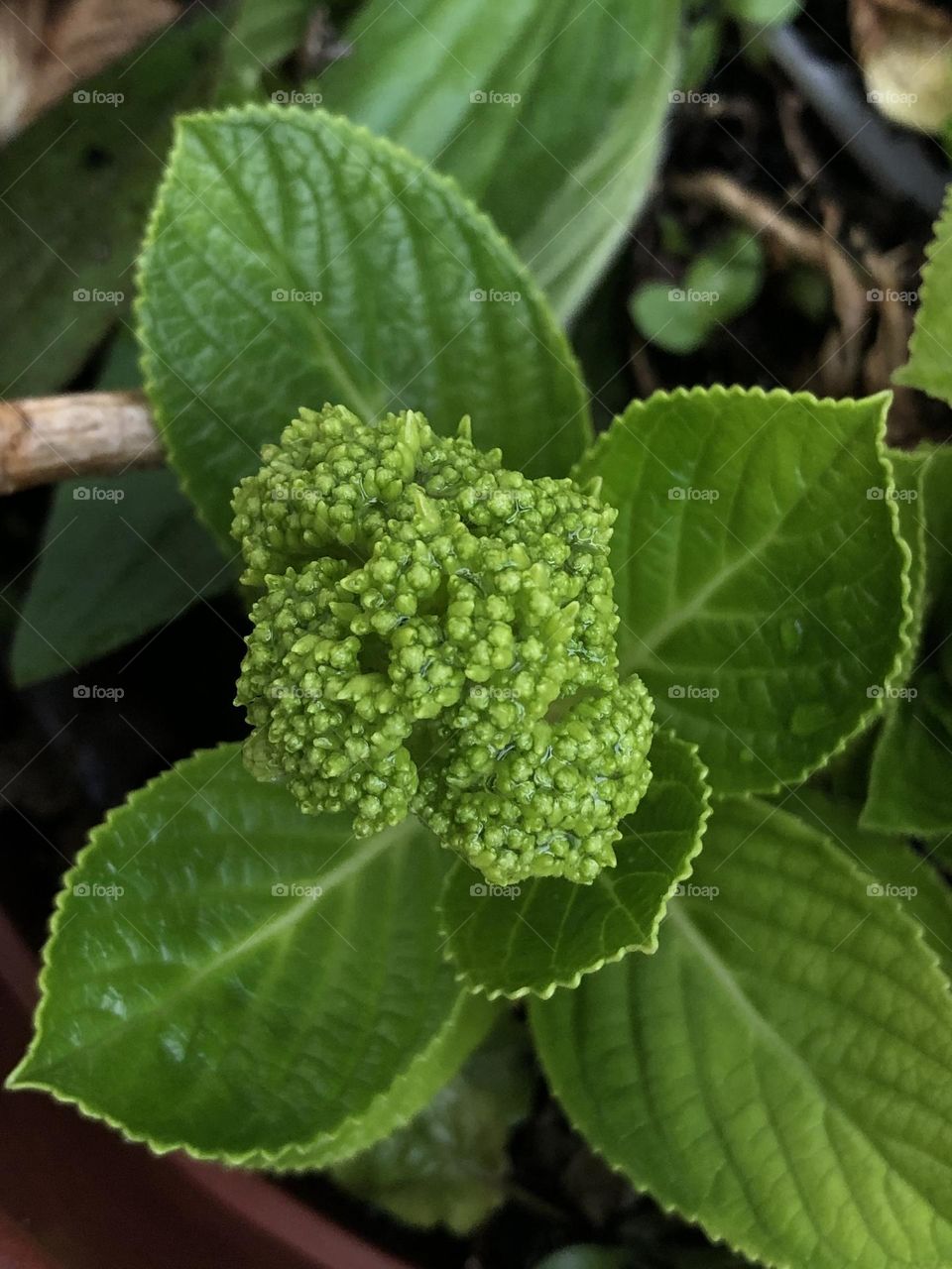 Hydrangea 