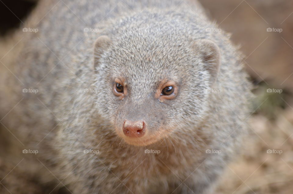 mongoose