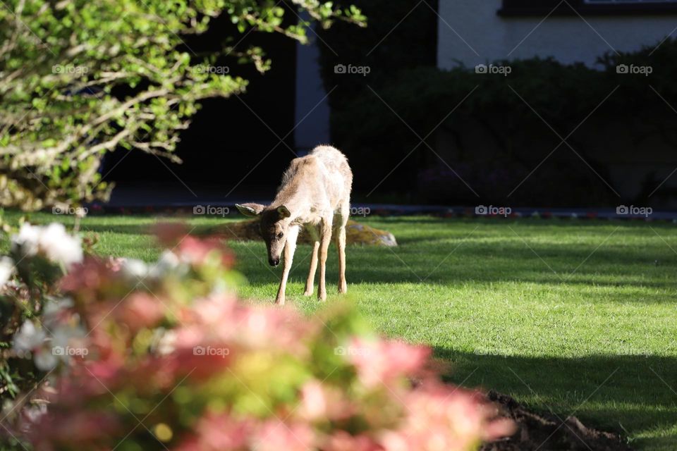 Deer in front of the house 