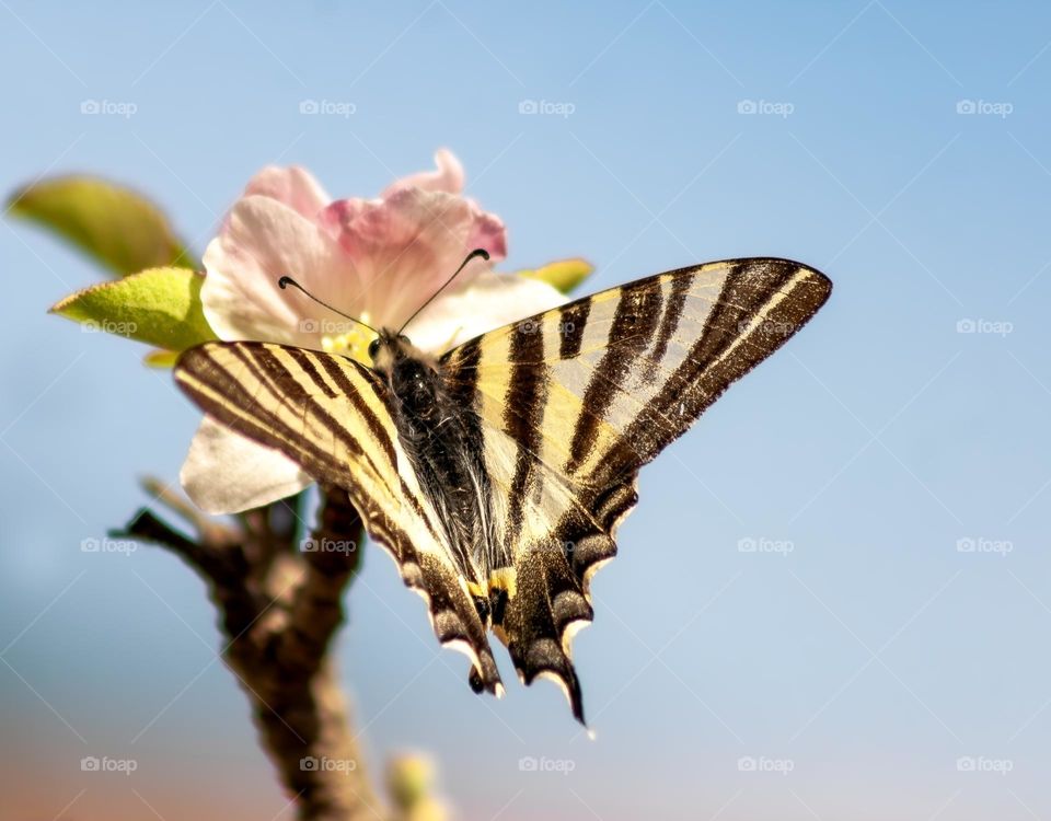 A yellow swallowtail butterfly extracting pollen from pink apple blossom against a clear blue sky