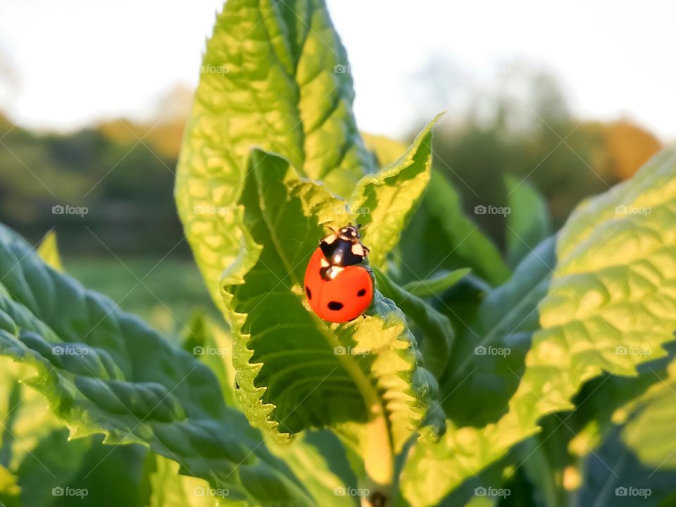 Close-up of ladybug on leaf