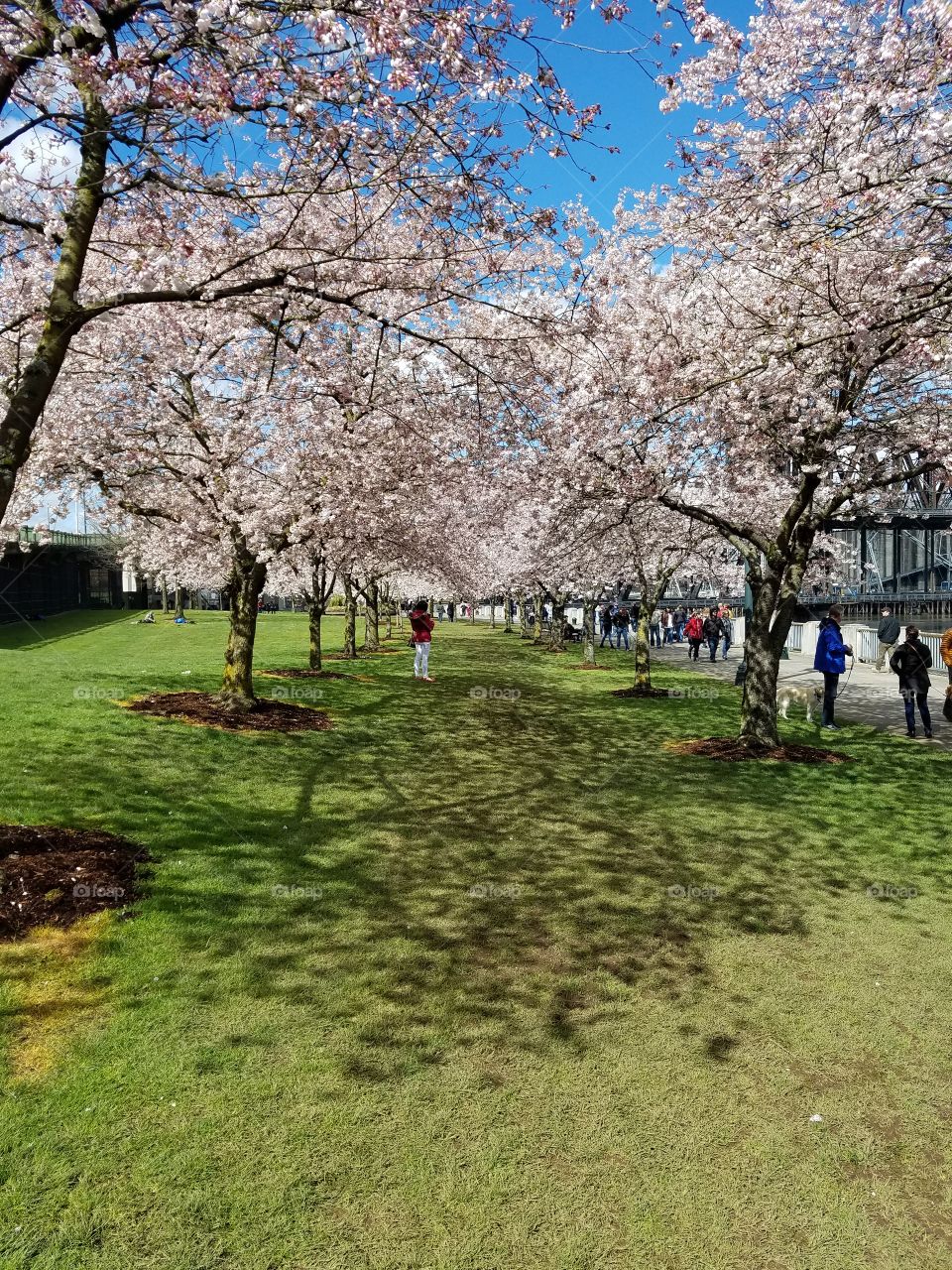 cherry blossoms