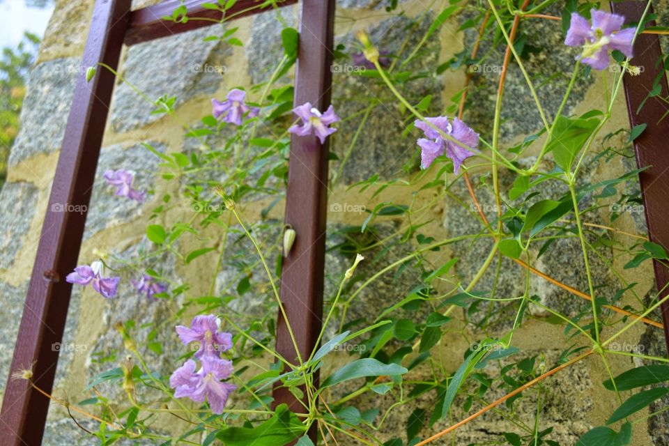 Climbing Flowers