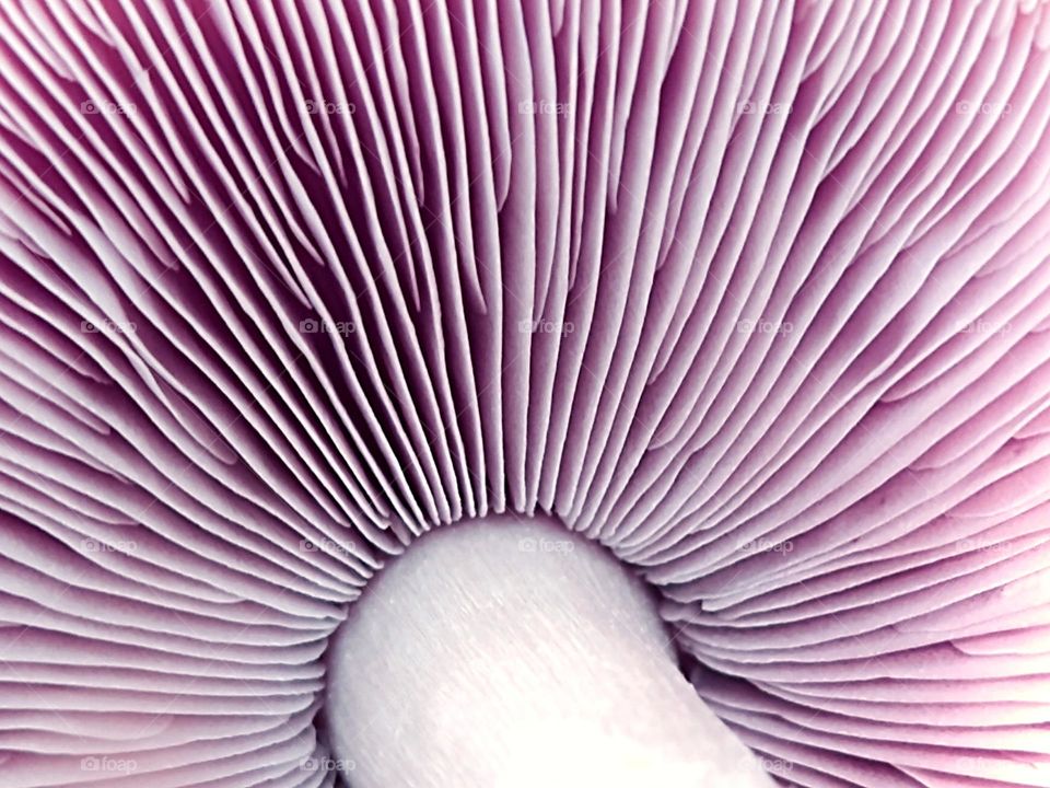 mushroom