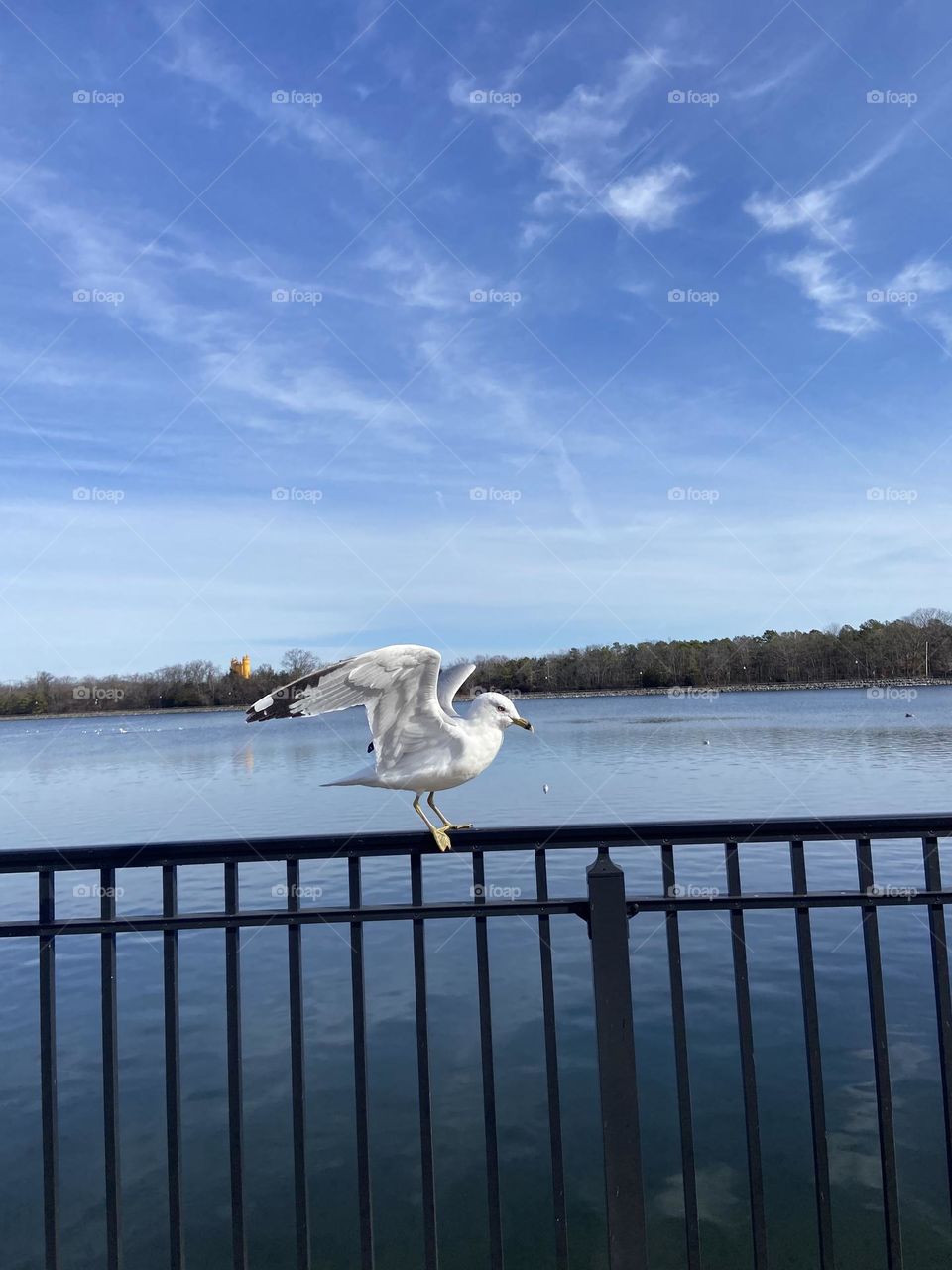 A seagull spreads it’s wings while perched on the fence surrounding a local reservoir. 