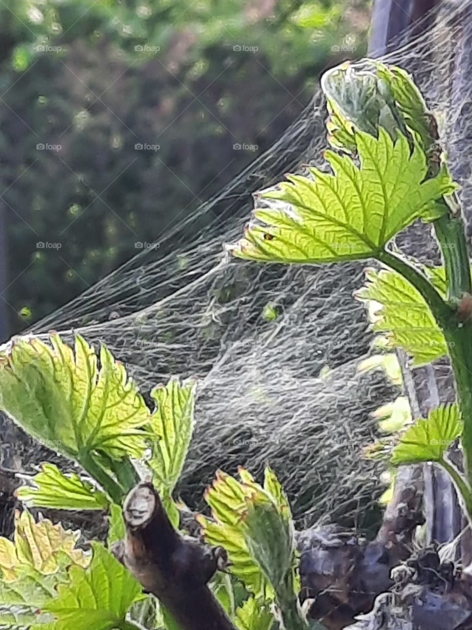 sunlit fresh shoots of vine covered with cobweb