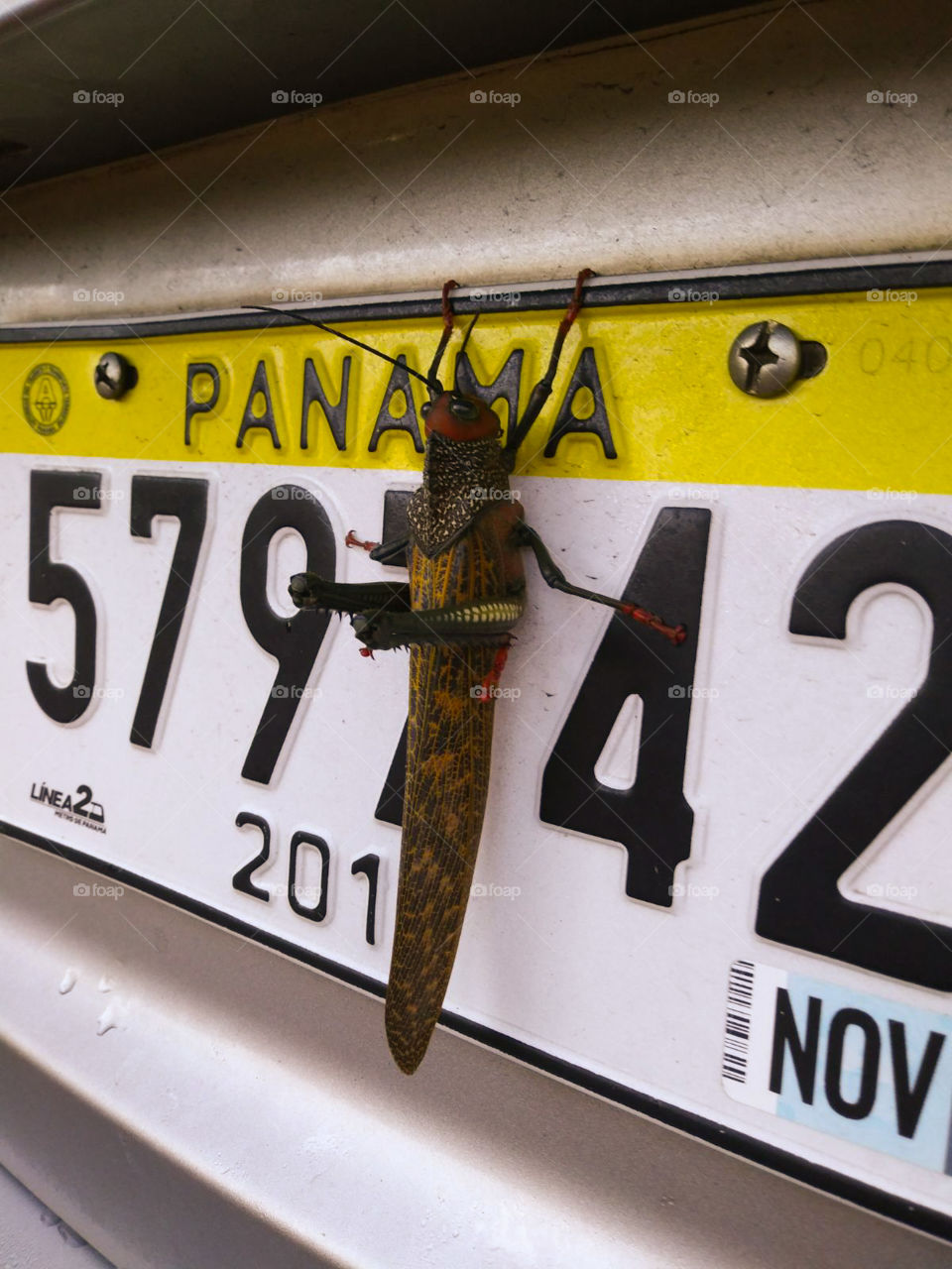 Panama bug on a license plate
