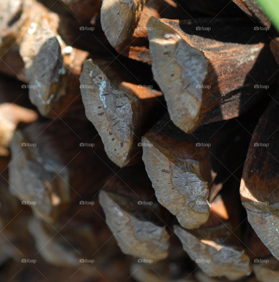 macro cone pine pinecone by lightanddrawing