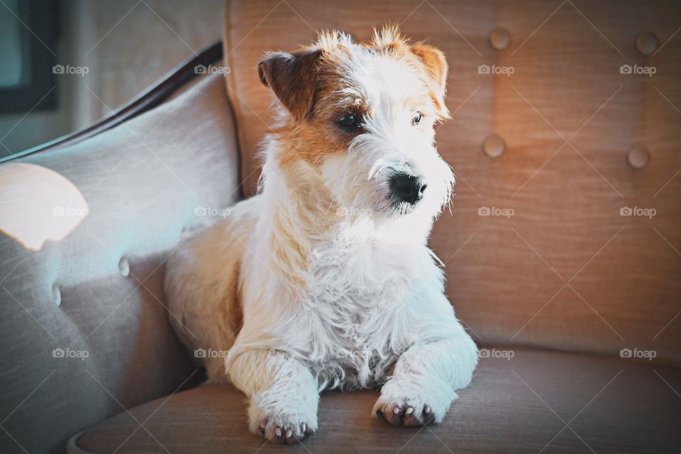 Jack russell. Cute jack laying in an old vintage chair