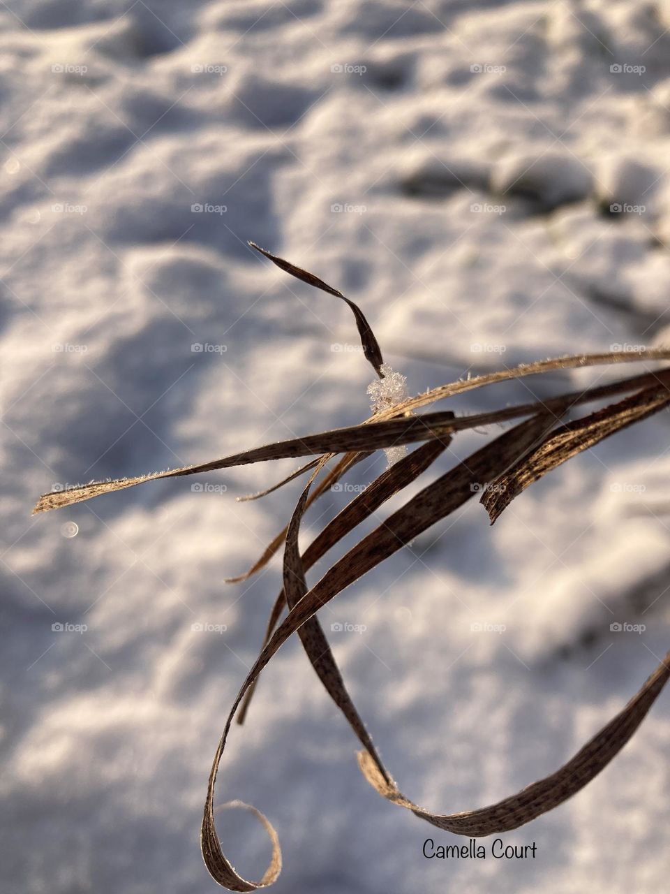 Perfectly curling weeds on a chilly snowy day